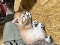 Saf kan Golden British Shorthair Ny12 Yavrular(WCF)