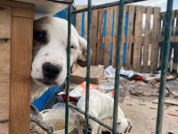 Jack russell melezleri için acil yuva sıcak yuvaları olsun