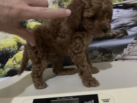 Çok Tatlı, Orijinal Toy Poodle Yavrusu