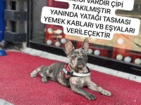 Merlin french bulldog