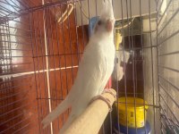 Albino sultan papağanı yavru