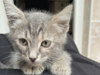 2 aylık kimsesiz tekir kediye acil yuva arıyoruz