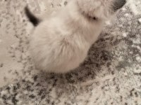 2 aylık british shorthair