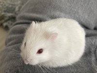 Gonzales Hamster