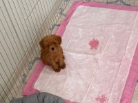 Wc eğitimli orjinal ev üretimi poodle yavrularımız