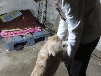 Antalya içi Yavru golden retriever sahiplendirme