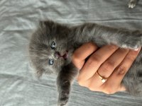 Yavru scottish fold kedilerime yuva arıyorum