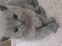 Scottish straight ve scottish fold yavrular