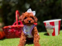 Orjinal Toy Poodle yavrularımız 