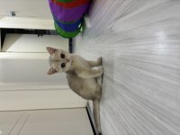 2 aylık dişi safkan british shorthair