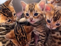 SAFKAN BENGAL KEDİSİ YAVRULAR