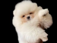 BEBEK SURAT POMERANİAN