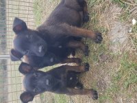 Köyü renk malinois
