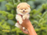 Pofuduk pomeranian cinsi yavrularımız