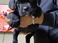 A Class Şecereli Kaliteli Cane Corso Yavru