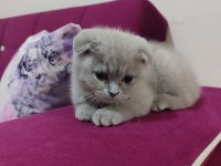 Scottish fold acil vermek istiyorum