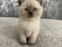 BEKLENEN İLAN AÇILDI A+ SAF KAN TEDDY SURAT BRİTİSH YAVRULAR