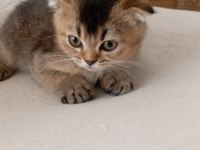 Scottish Fold 2 Aylik Kedi İç Parazit Var