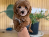 Maltipoo Bebek Köpekler Referans Yavru