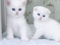 Maviş gözlü scottish fold biblolarım
