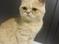 3 aylık british shorthair kedimiz