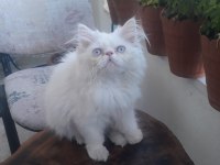 3 aylık dişi persian