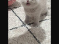 Lilac british shorthair bebekler