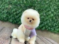 Teddy bear pomeranian yavrularımız sizi bekliyor