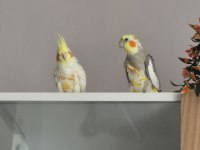 Sultan Papağanı Dişi Ve Erkek