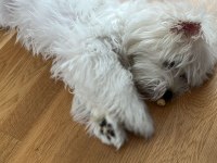 5 Aylık Maltese Terrier