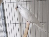 Albino sultan papağanı