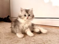 Chinchilla Miniklerimiz