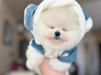 Pomeranian boo erkek ayı surat