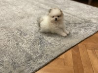 3 aylık erkek yavru pomeranian boo