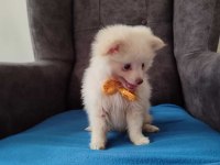 Pomeranian yavrumuz Eva ya yeni bir yuva
