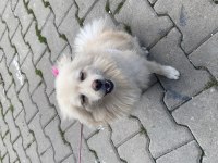 KÖPEGİM 9 AYLIK BÜTÜN AŞILARI TAM EĞİTİMLİ
