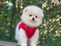 Yavru pomeranian boo