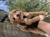 Maltipoo Dişi Erkek 
