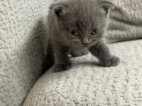 7 adet yavru scottish fold
