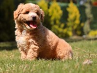 LEO SİZİ BEKLİYOR MALTİPOO