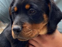 2,5 aylık dişi yavrular sahiplendirilecek rottweiler
