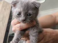 Orjinal Scottish Fold Bebek
