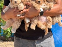 Büyümeyen Aşılı Çiş Eğitimli Maltipoo Bebekler