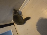 8 Aylık Erkek british shorthair