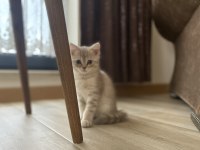 British shorthair kızımın yavrusu