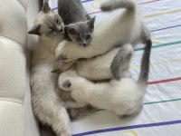 British blue point british bebekler