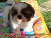 Üreticiden Shih Tzu Yavrular
