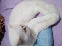 1.5 yaşında mavi gözlü exotic shorthair