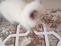 Uysal ve sevimli british shorthair