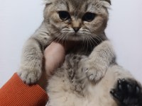 Scottish fold golden yavrular